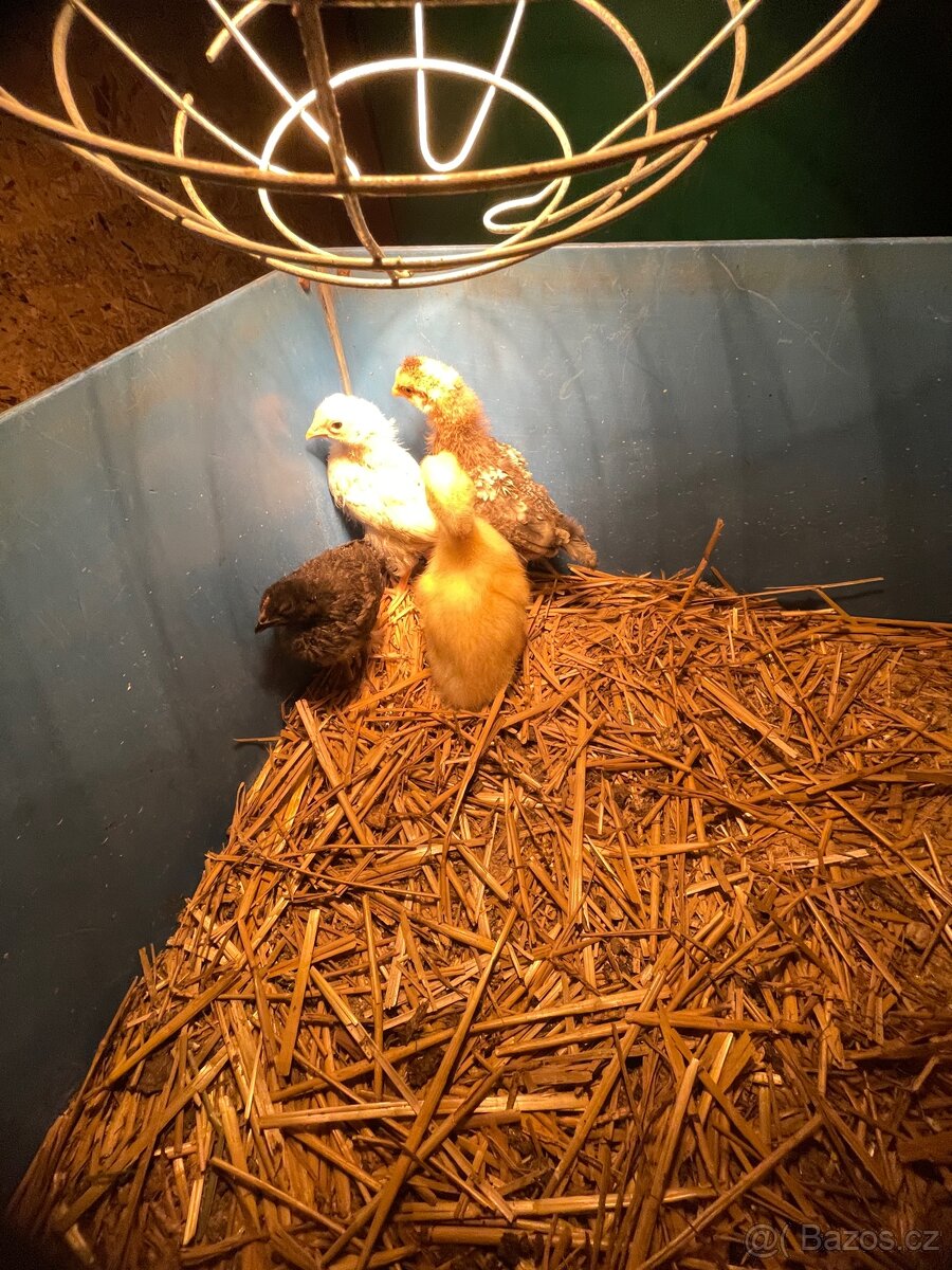 Kuřata,kachně - 2