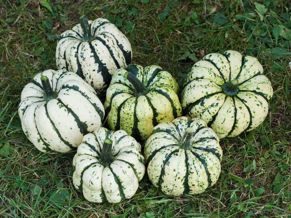 Sazenice zeleniny v bio kvalitě - 2