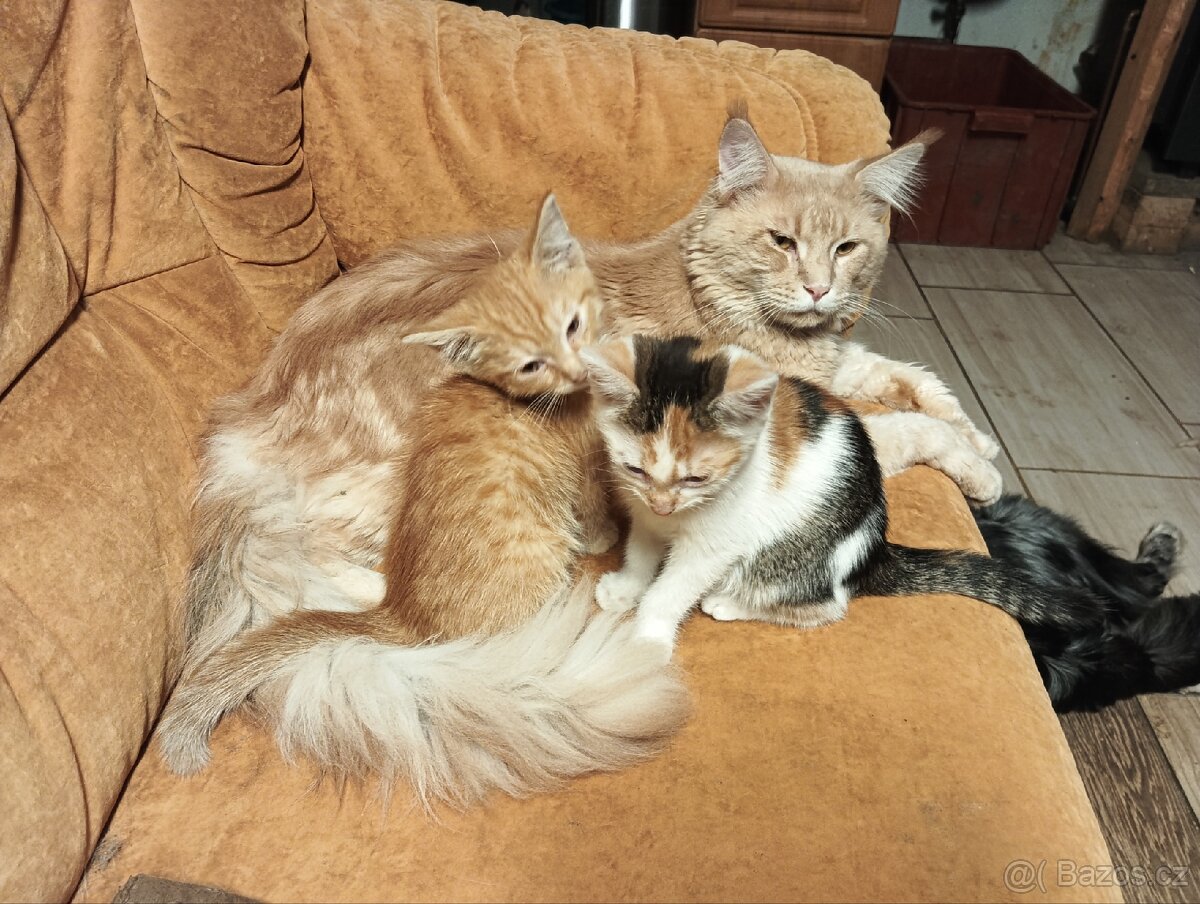 Mainská mývalí - 2