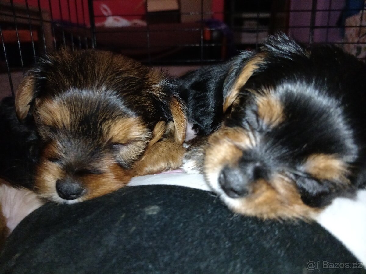 Jorkšír štěňátka - 2