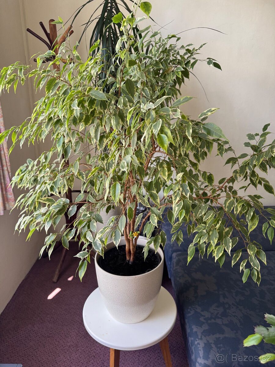 Květina Ficus benjamina (drobnolistý/malolistý) - 2