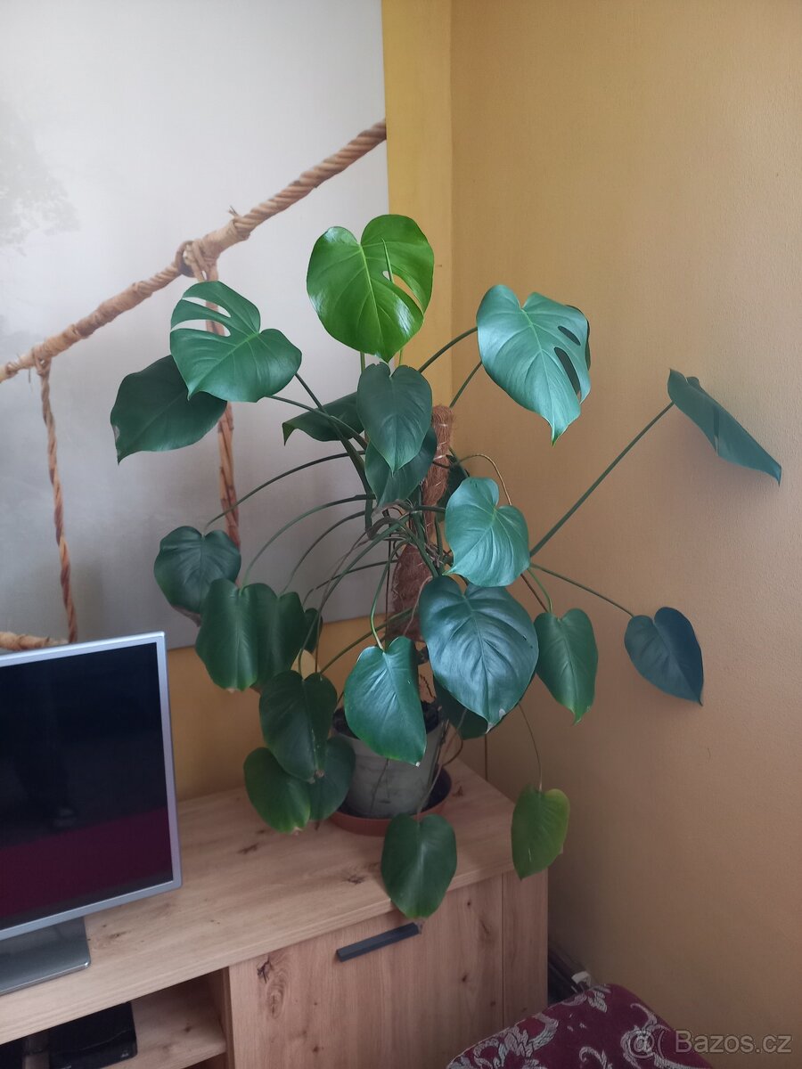 Monstera pokojová - 2