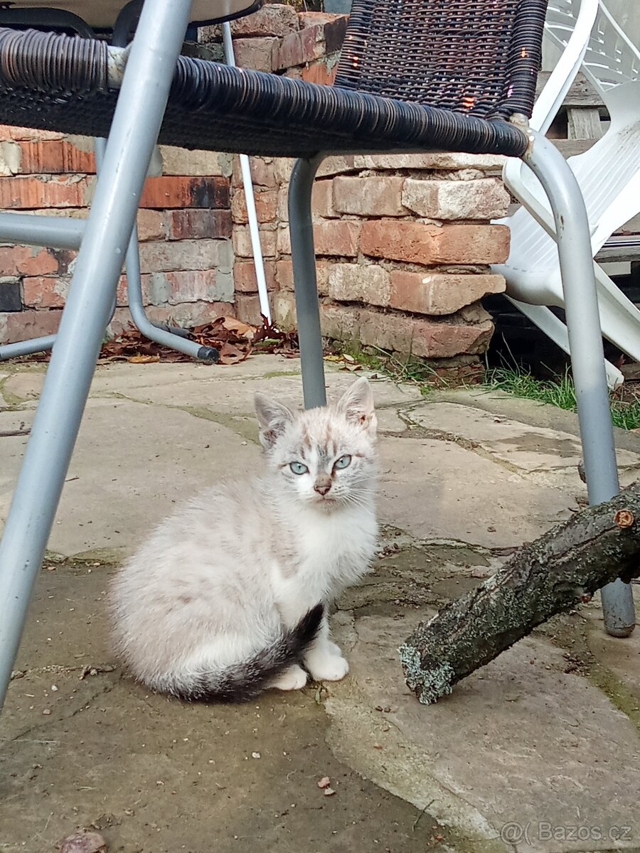 Prodám koťátka - 2
