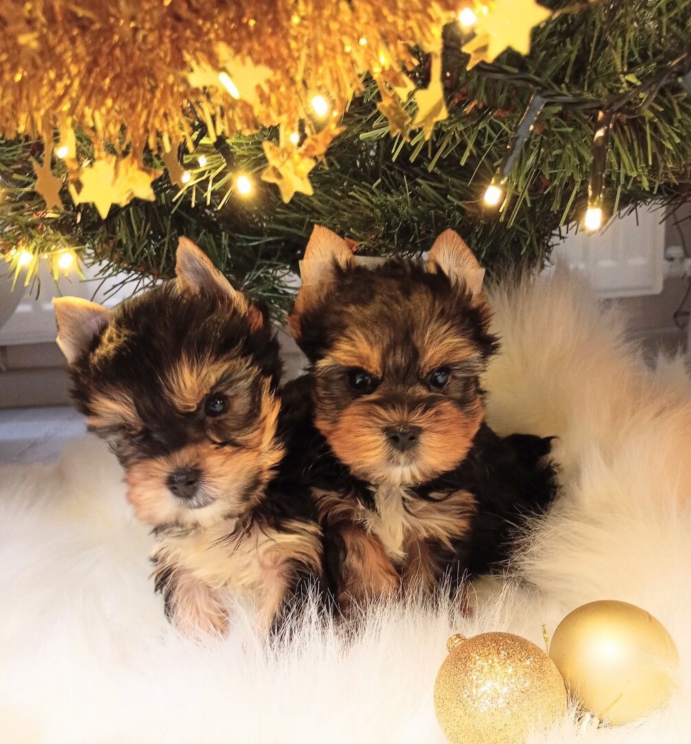 Yorkšírský-jorkšírský-yorkshire teriér MINI ❤️❤️ - 2