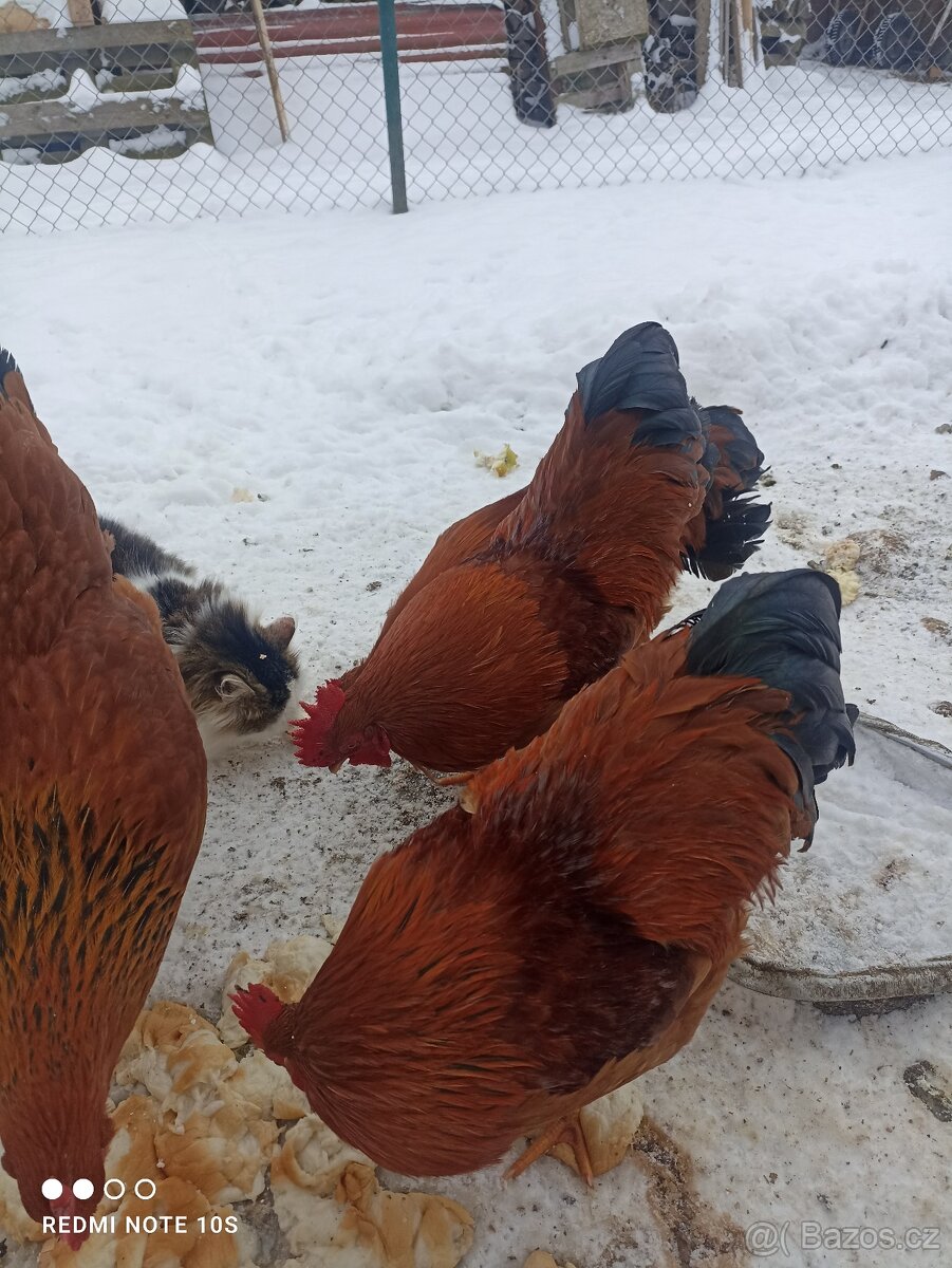 HEMPŠÍRKA ZDROBNĚLÁ - 2