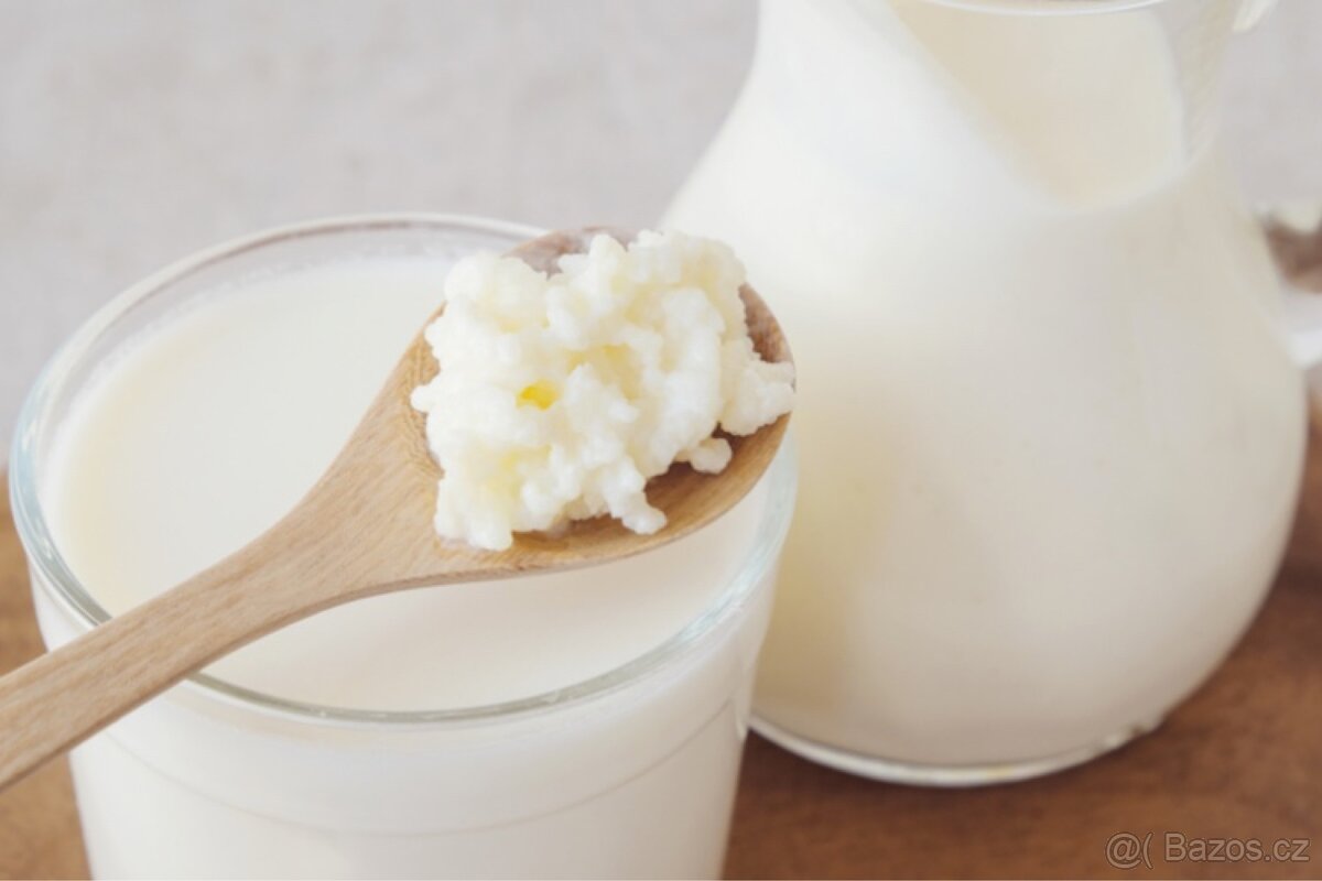 Tibetská / kefírová houba - 2