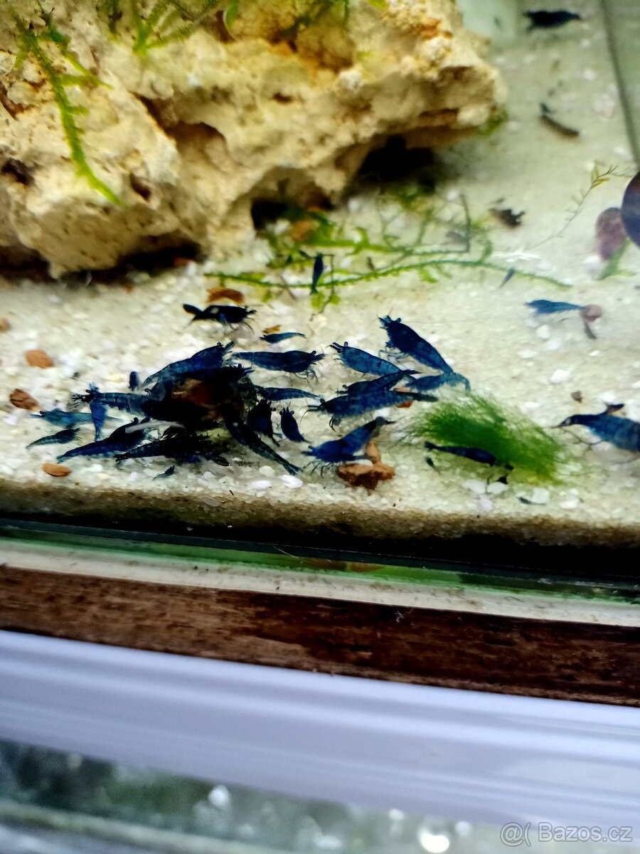 Prodej krevetek a doplňků - 2