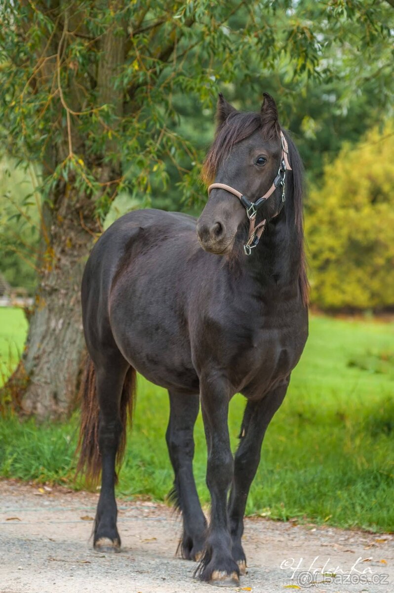 Fell pony klisnička Arriana - 2