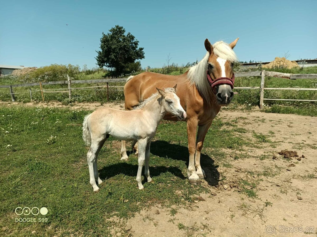 Hafling hřebeček - 2