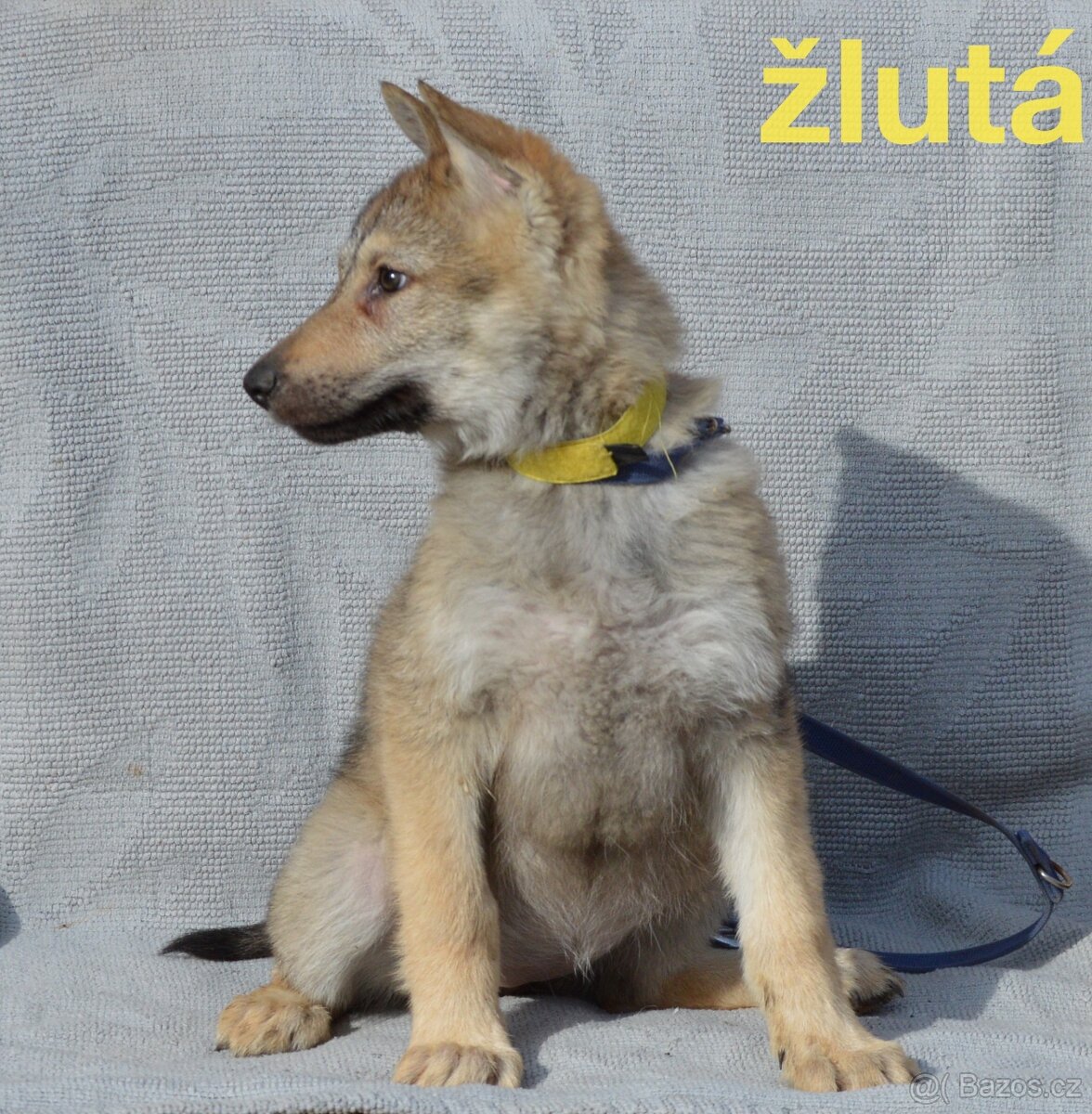 Československý vlčák - 2