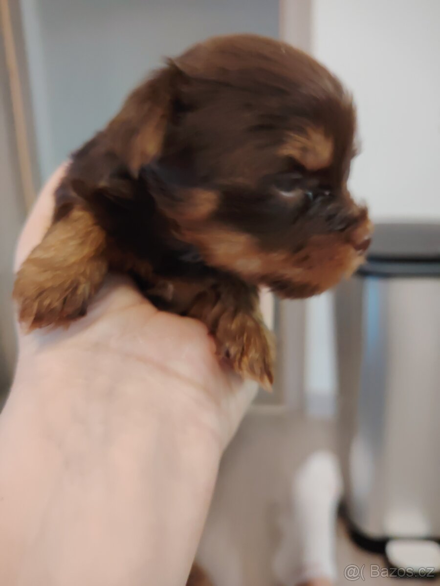 Prodám štěňata jorkšírský teriér s PP - 2