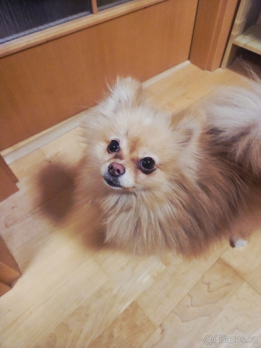 Pomeranian - 2