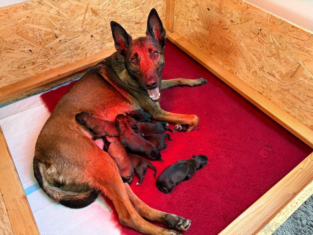 Belgický ovčák malinois - 2