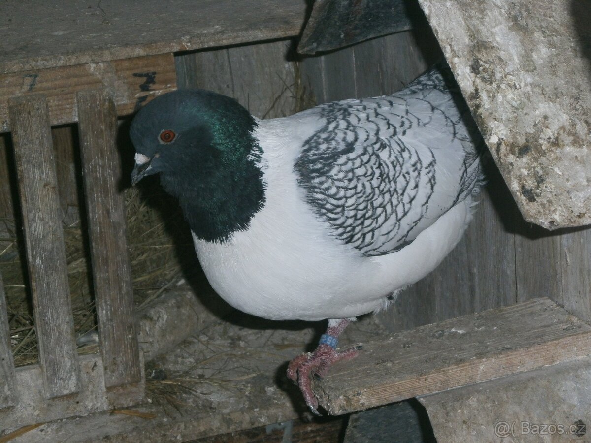 Prodám Moravské pštrosy - 2