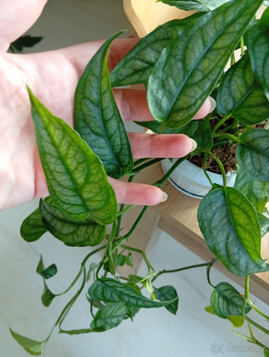 Monstera Siltepecana - 2