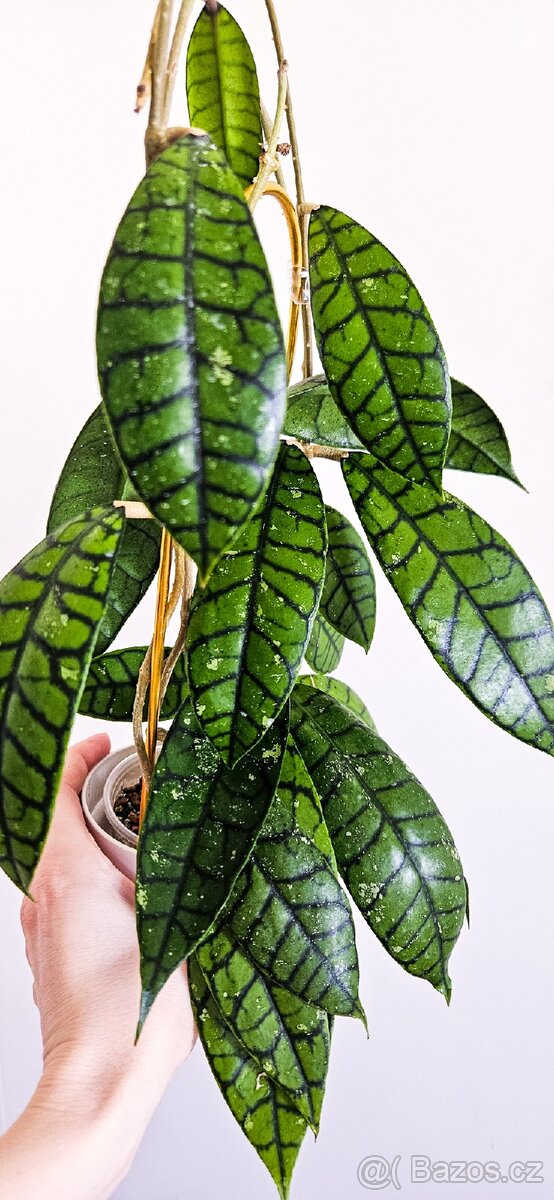 Hoya Callistophylla Black Cat - 2