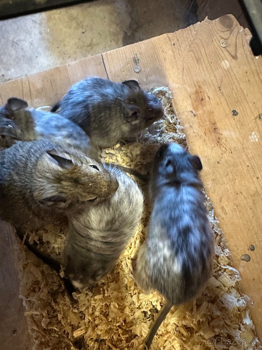 Osmák degu - 2