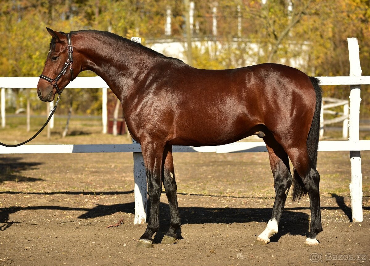 3letý vynikající valach - 2