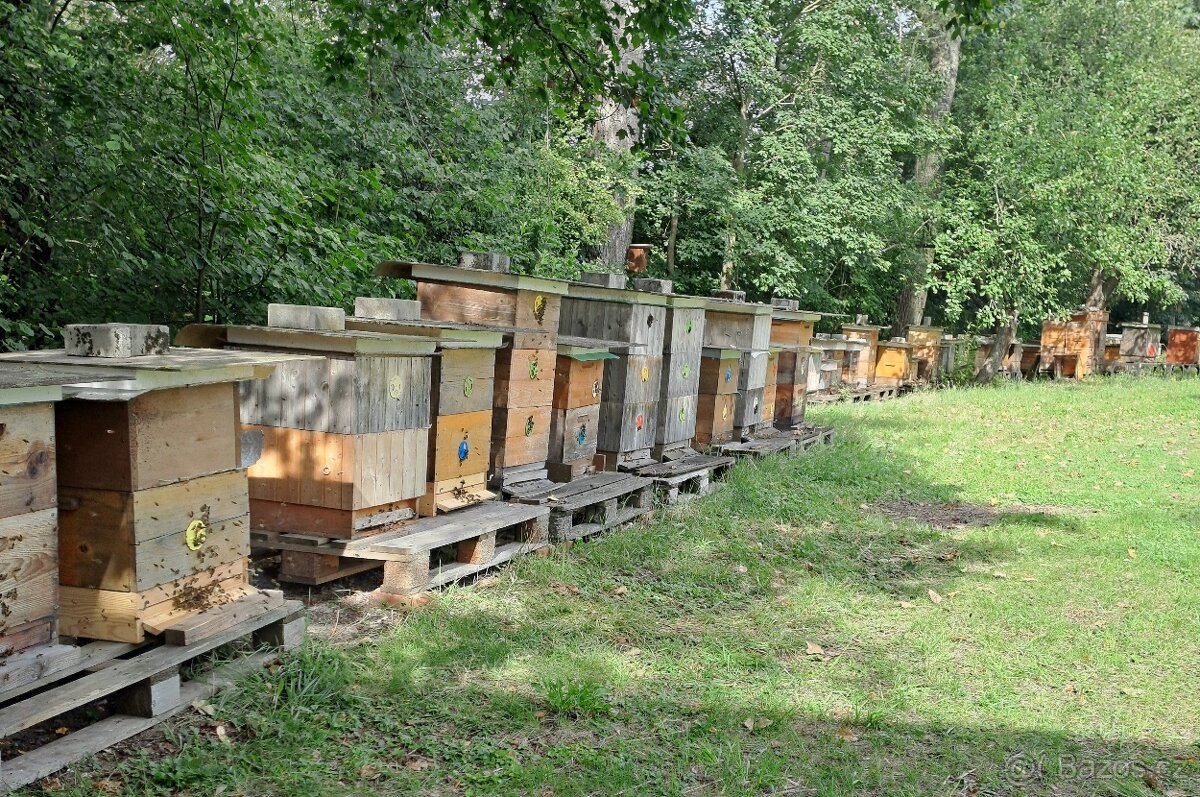 KRÁSNÉ VYZIMOVANÉ VČELSTVO 10.DUBNA 2026 - 2