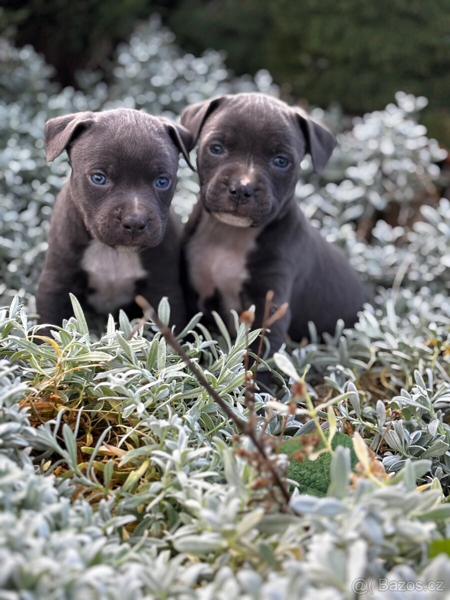 Stafordsirsky bulterier - 2