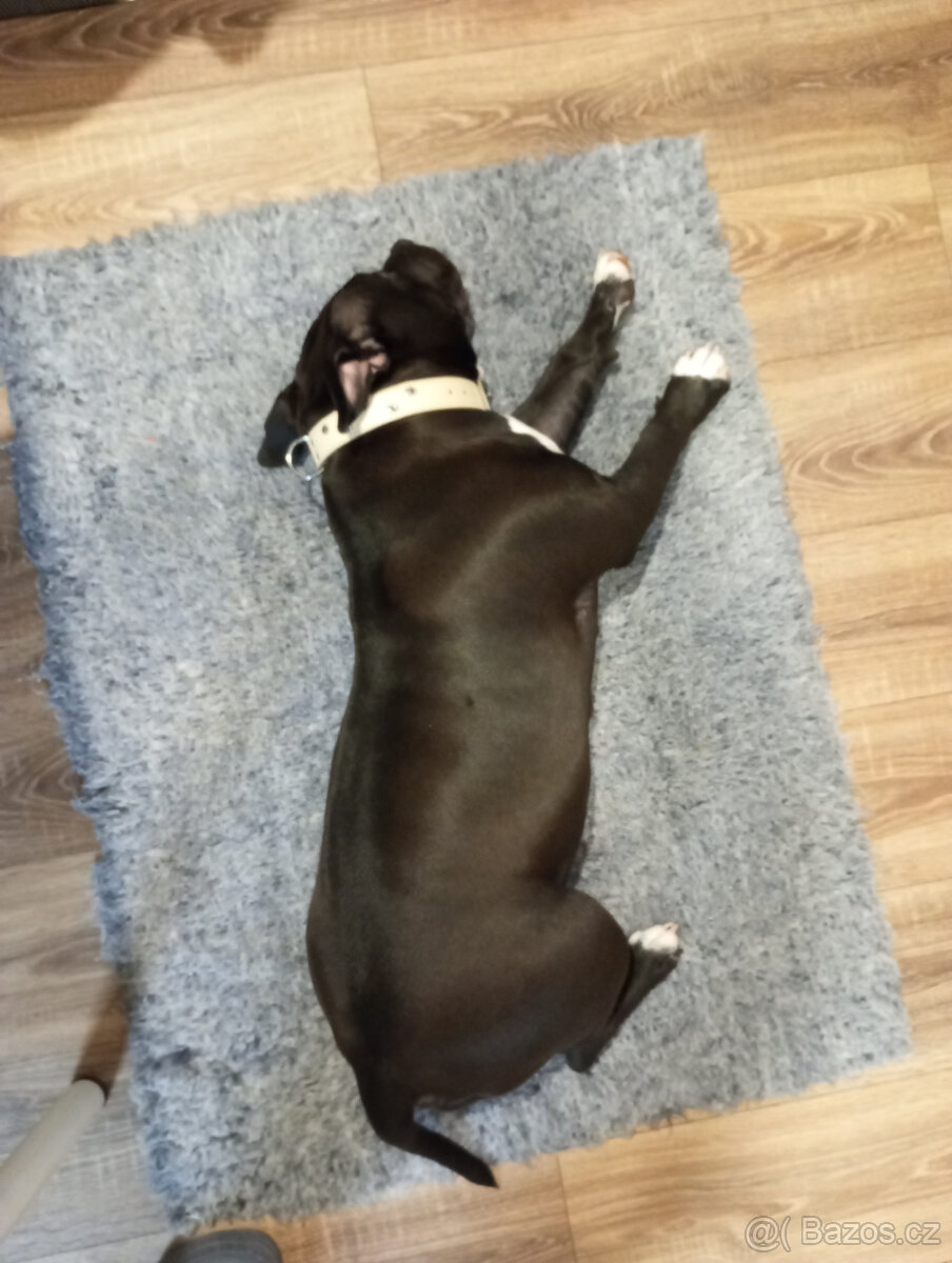 American Bully XL - 2