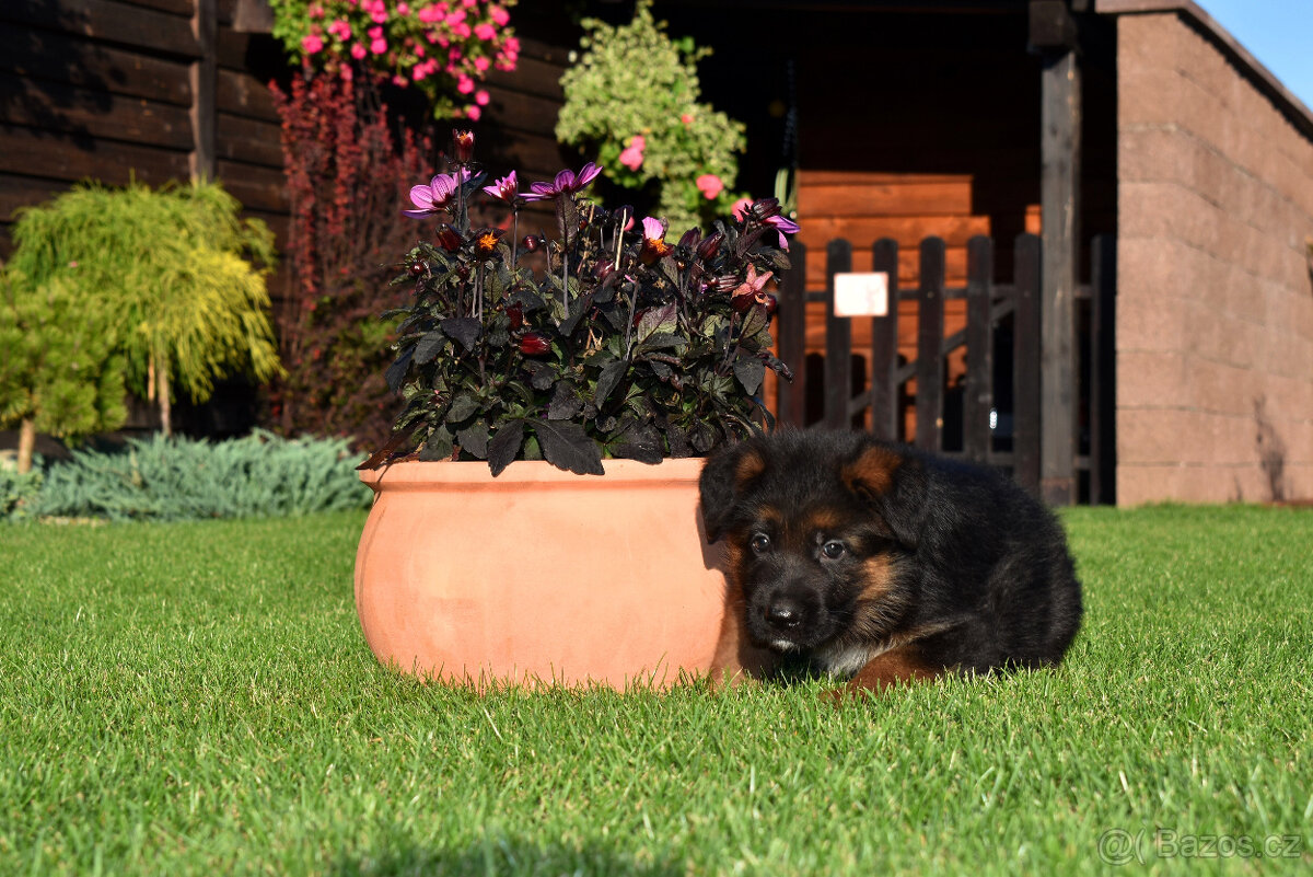 Prodám štěně německého ovčáka fenečku - 2