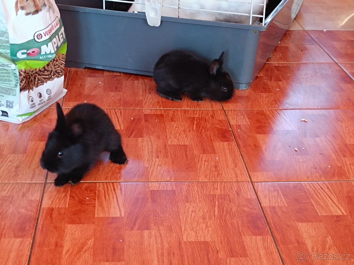 Nabízím králíčky - 2