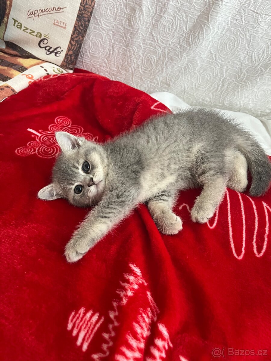 Prodám kočičku - 2
