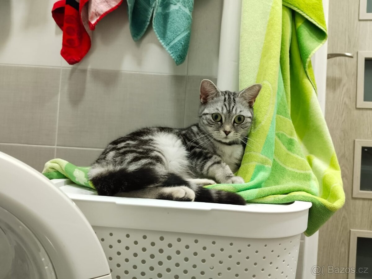 Nabizim britska whiskas kotatka bez PP - 2