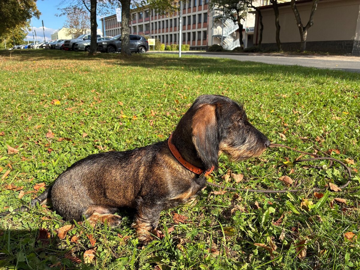 Jezevčík drsnosrstý standard - 2