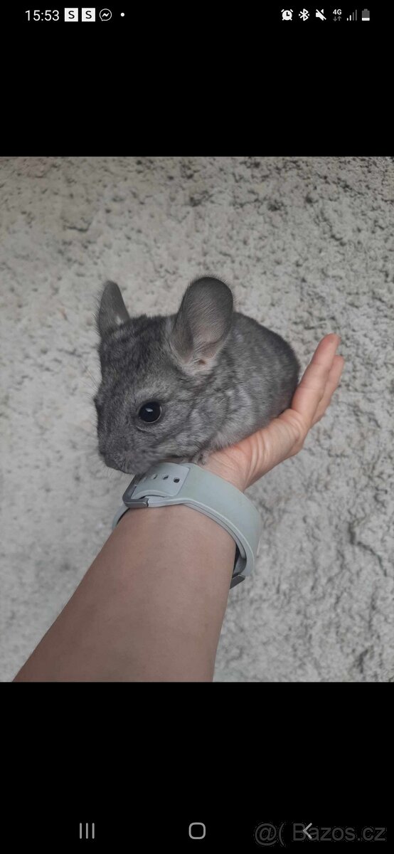 Nabizim mlade čincilky - 2