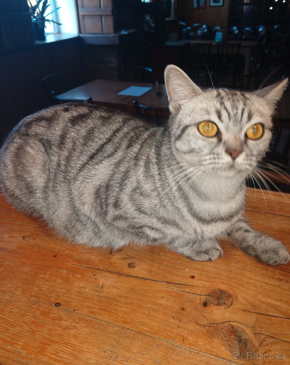 Britská koťátka - 2