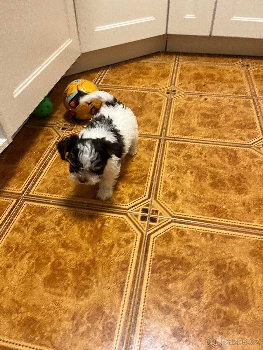 Jorksirsky terier biwier - 2