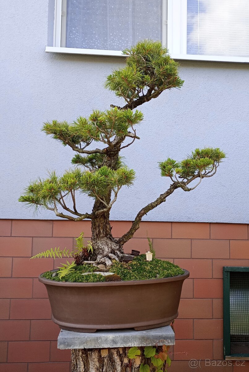 Borovice drobnokvětá bonsai - 2