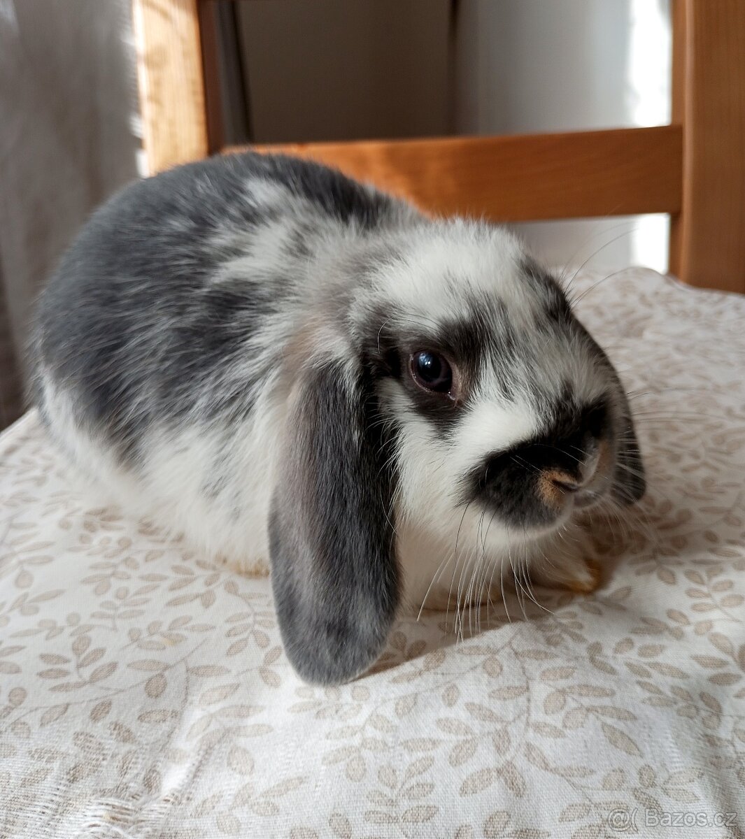 Zakrslý beránek králíček - 2