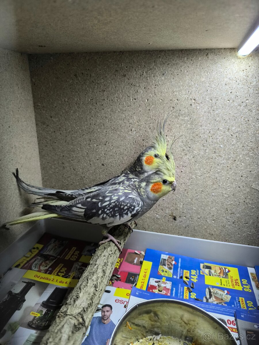 Korela Chocholatá - 2