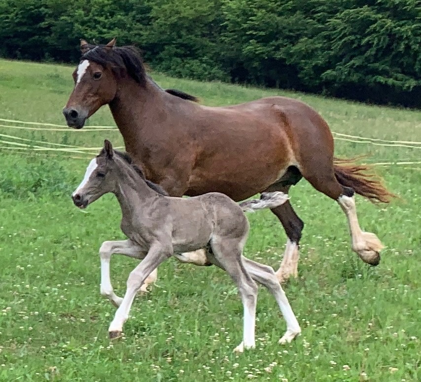 Welsh cob - 2