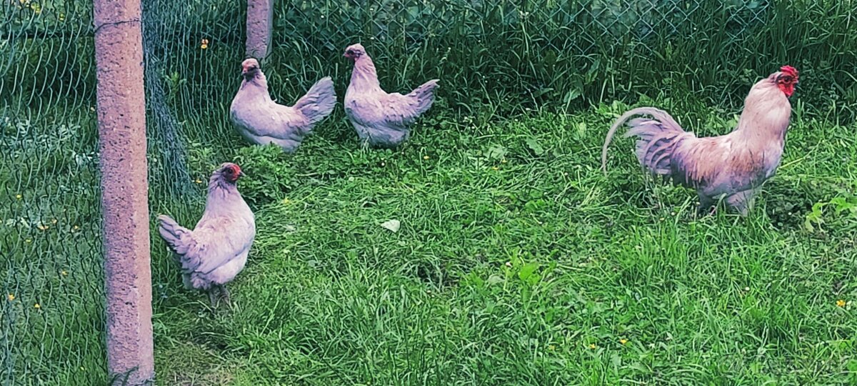 Araucana levandulová nasadova vejce - 2