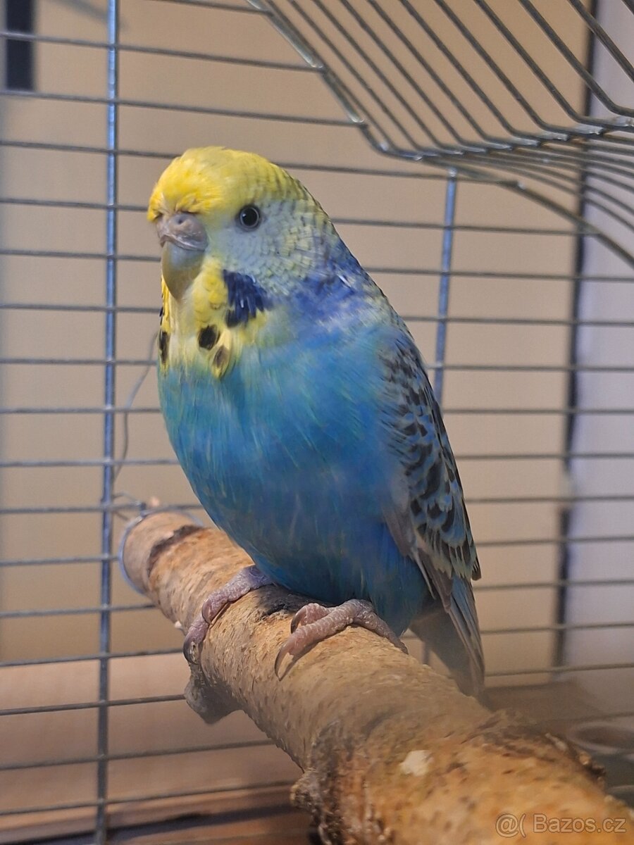 Andulka - samice duhová - 2