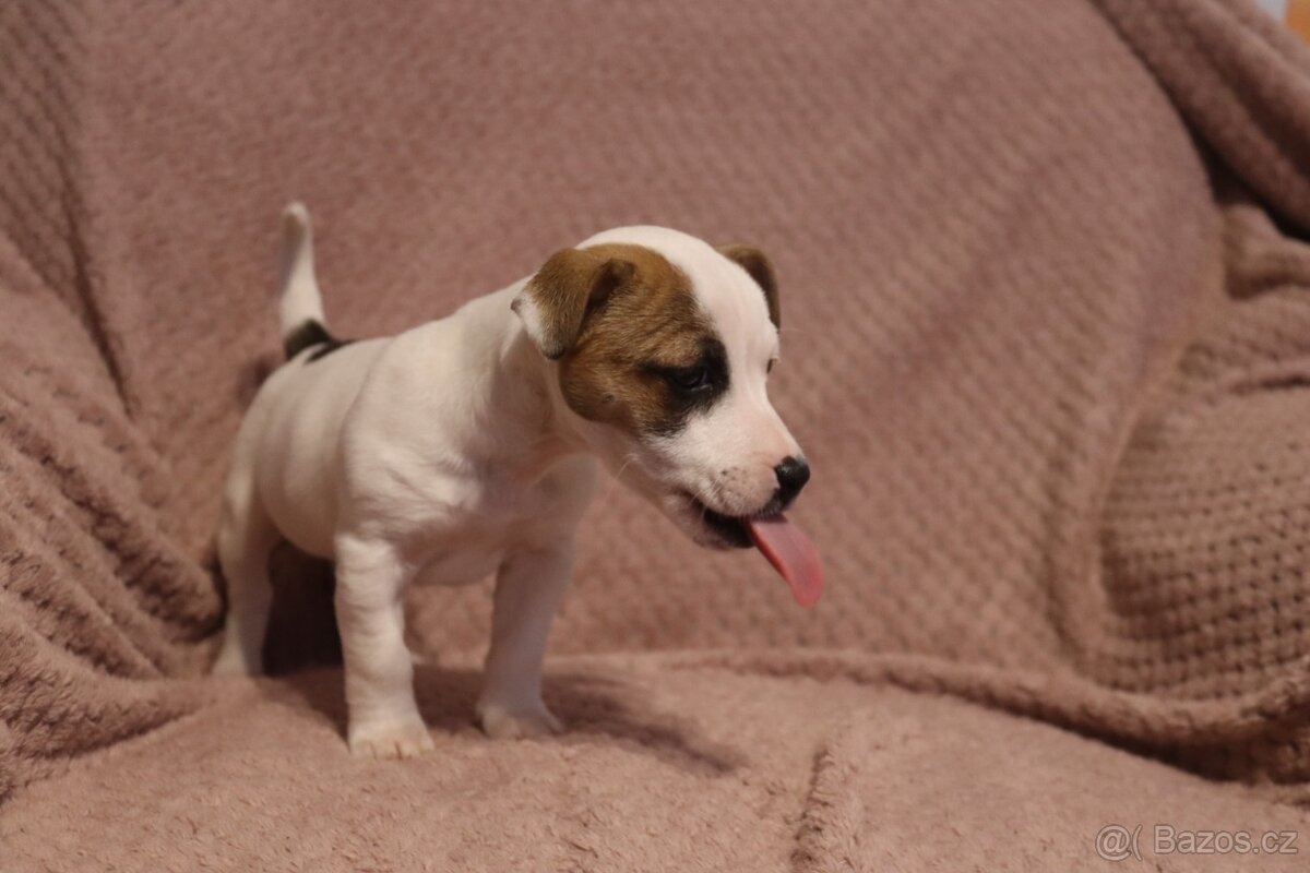 Jack Russell teriér - 2