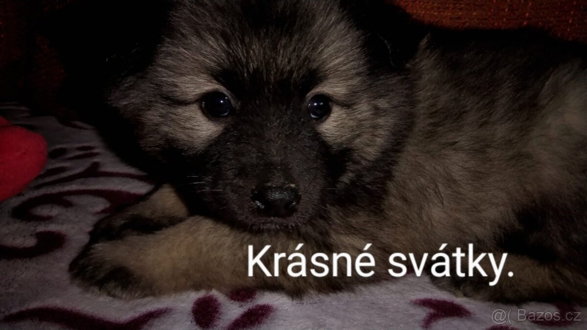 Štěňata - Německý špic vlčí - 2