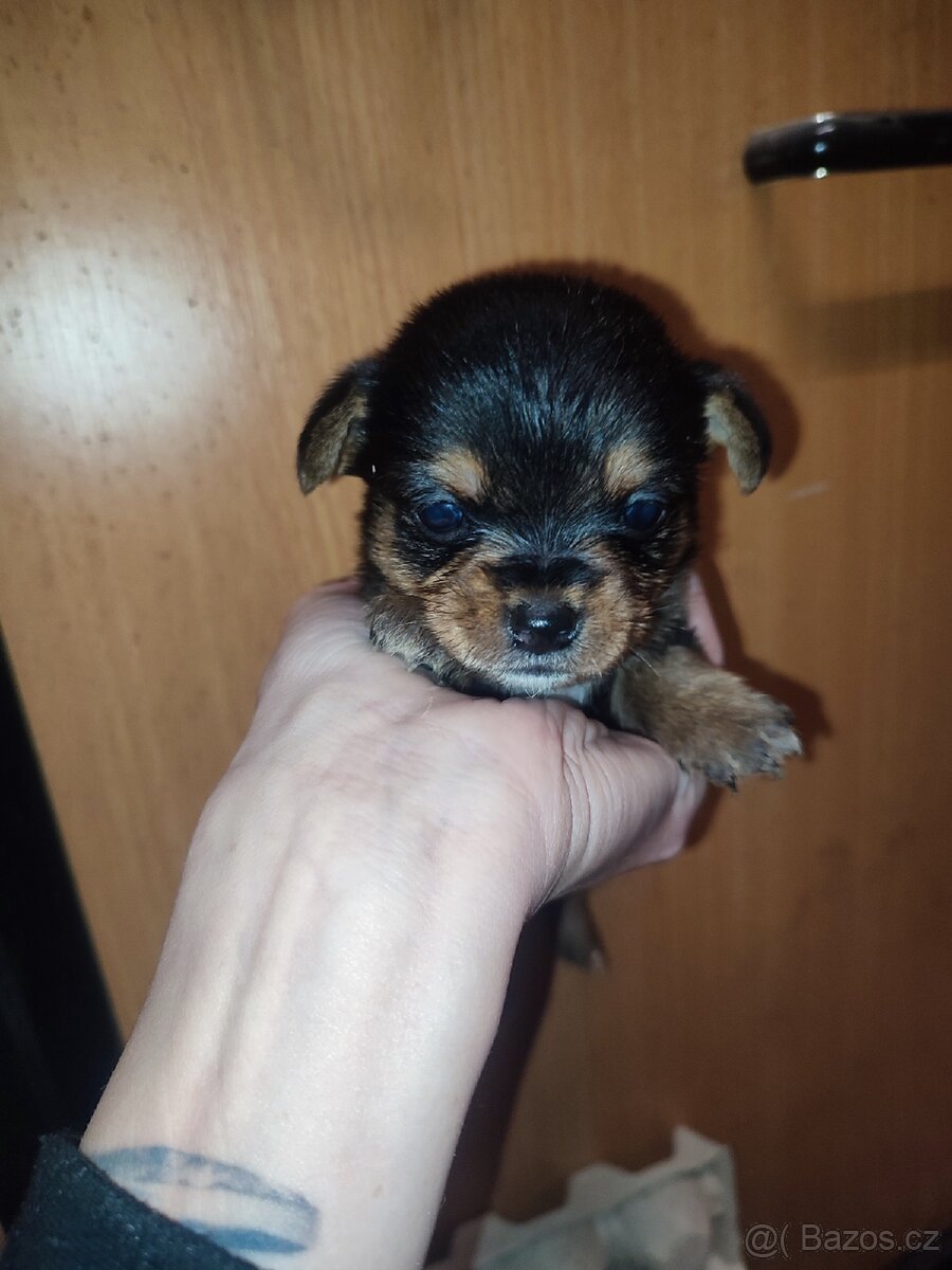 Štěňátka - 2