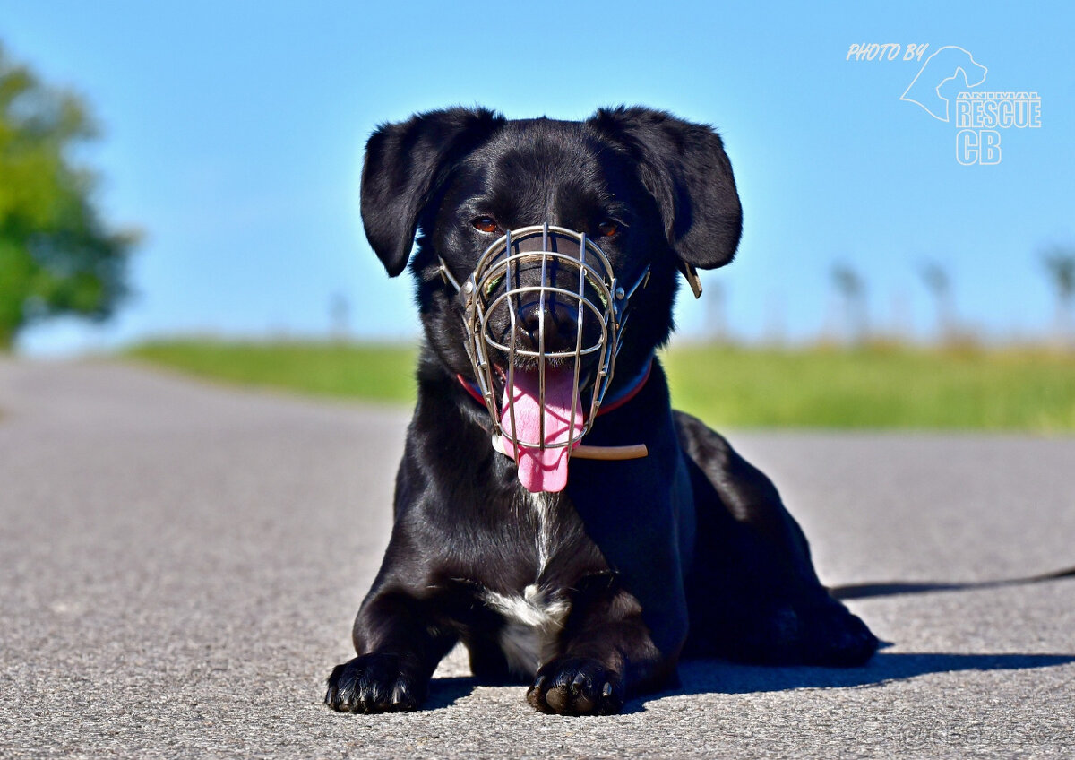 Opuštěný Dasty hledá nový domov - 2