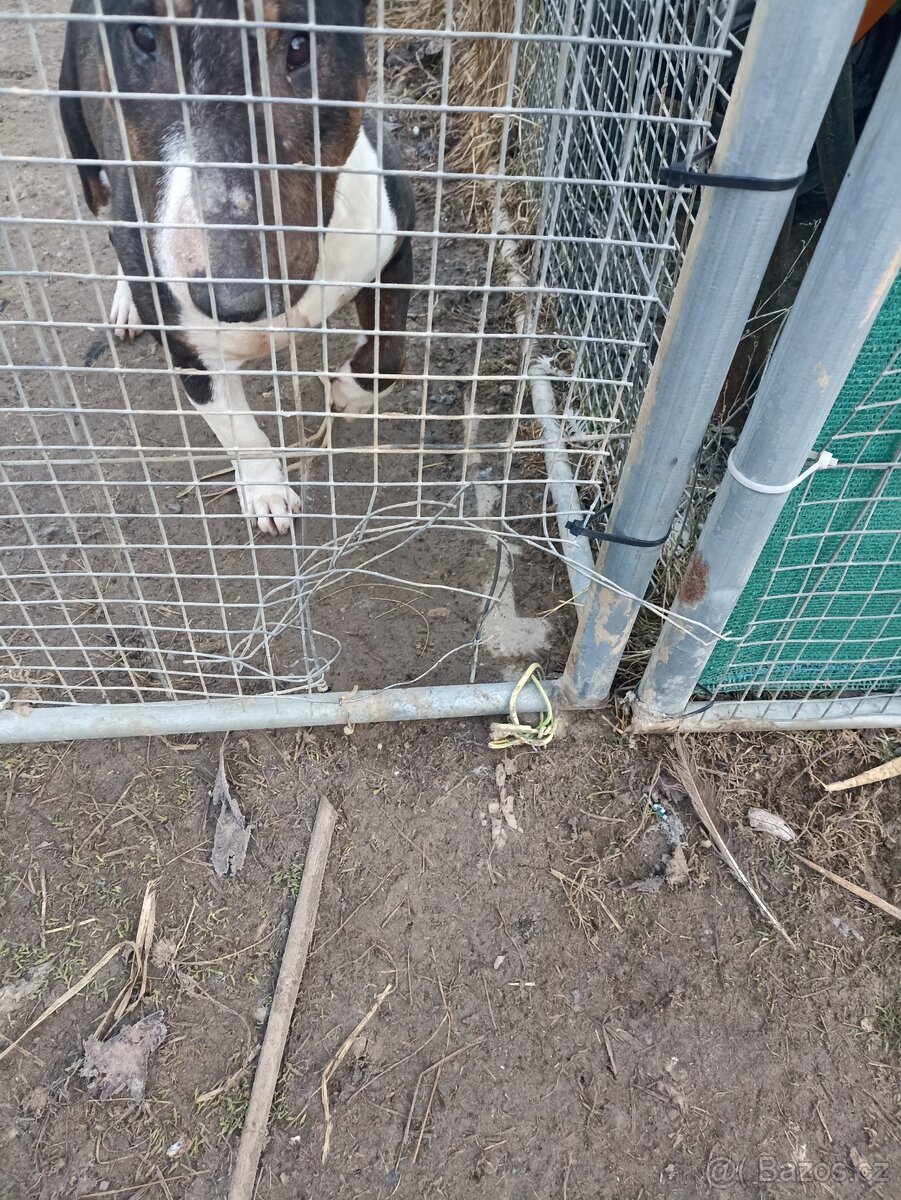 Kotec, výběh, ohrádka - 2