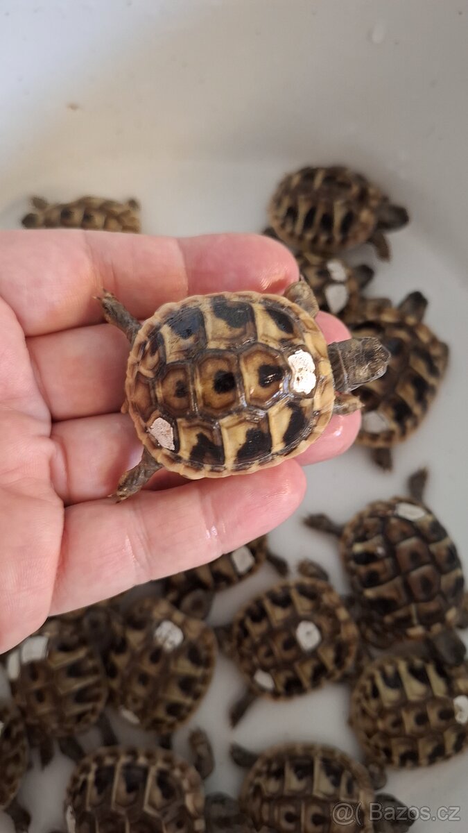 Želva zelenavá - 2