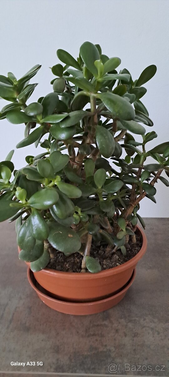 Crassula Ovata-tlustice - 2