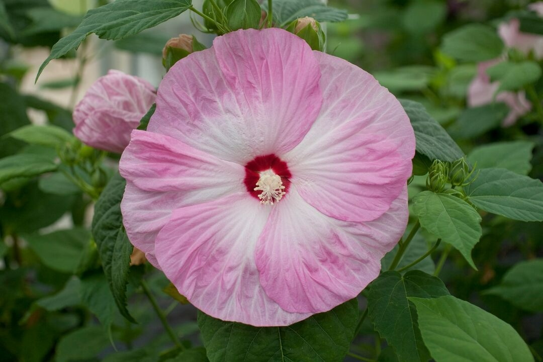 Bahenní ibišek - obrovské květy sazenice - 2