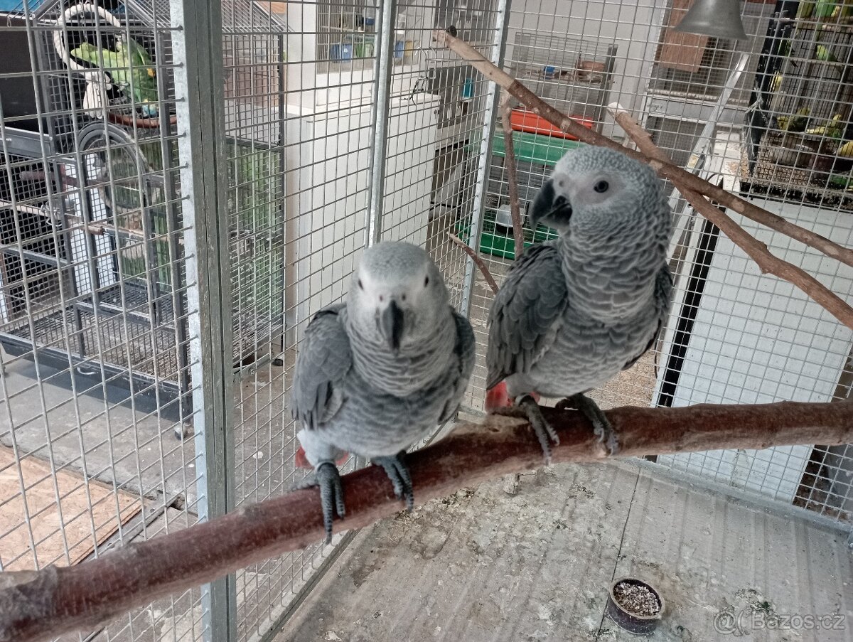 Žako Kongo ručně dokrmení již k odběru Brno - 2