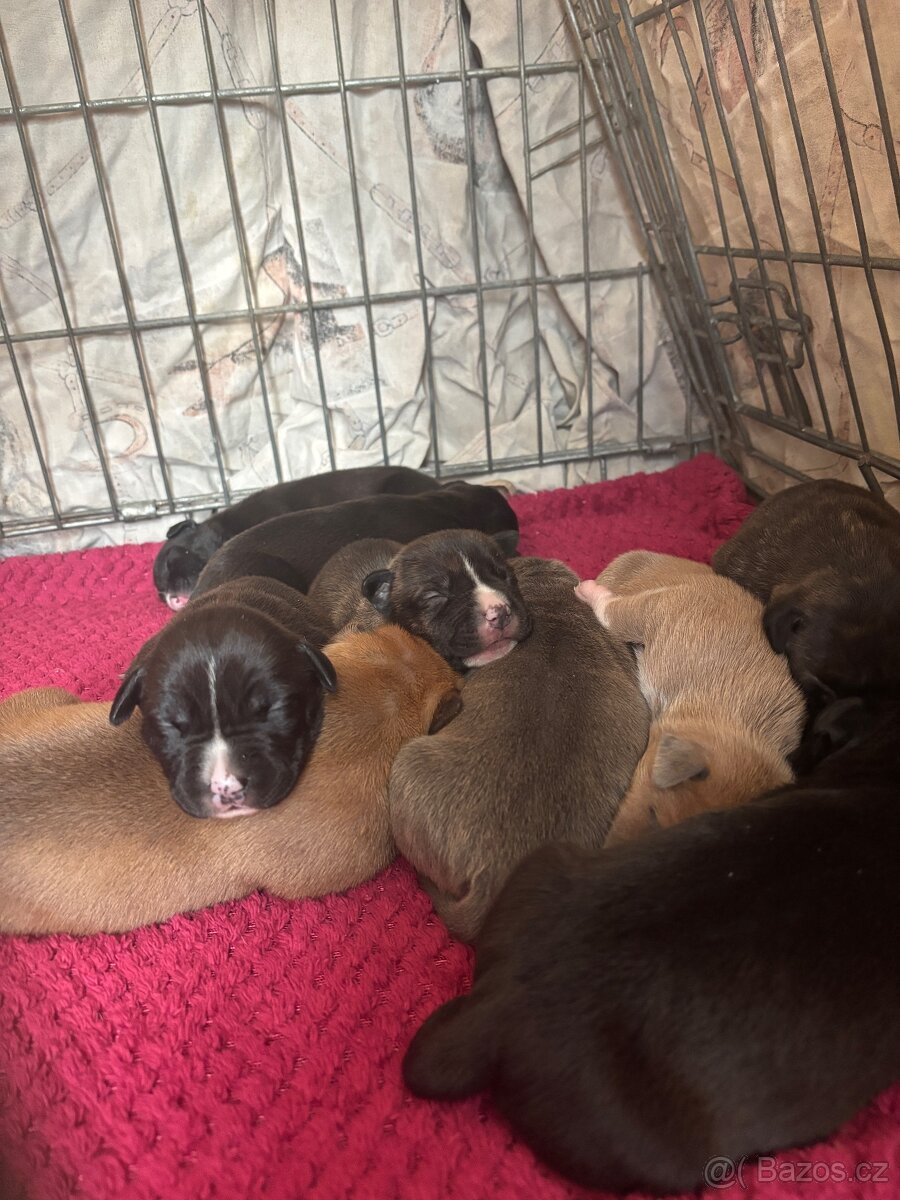 Americký stafordsirsky terier, Stafford, amstaf - 2