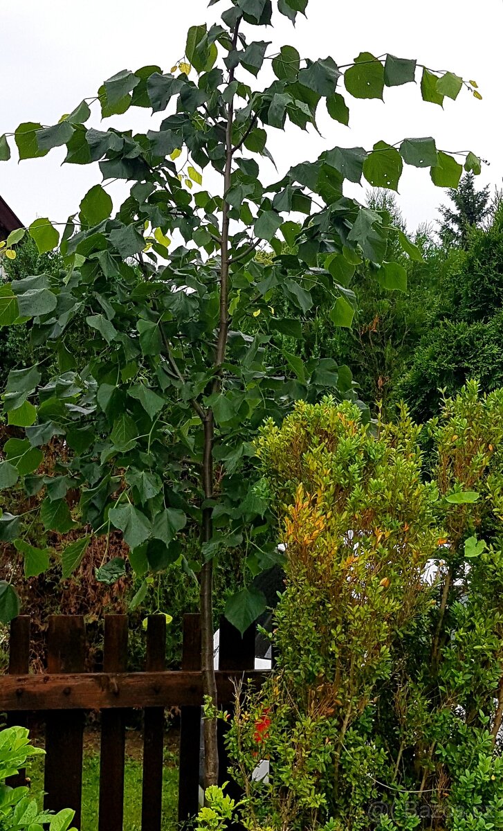 Lípa, stromky, stromy - 2